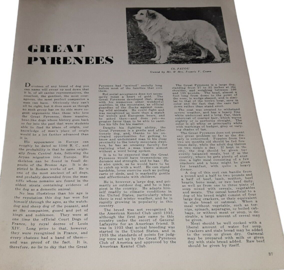 Origin History Temperament & Care Of Great Pyrenees & Irish Terrier