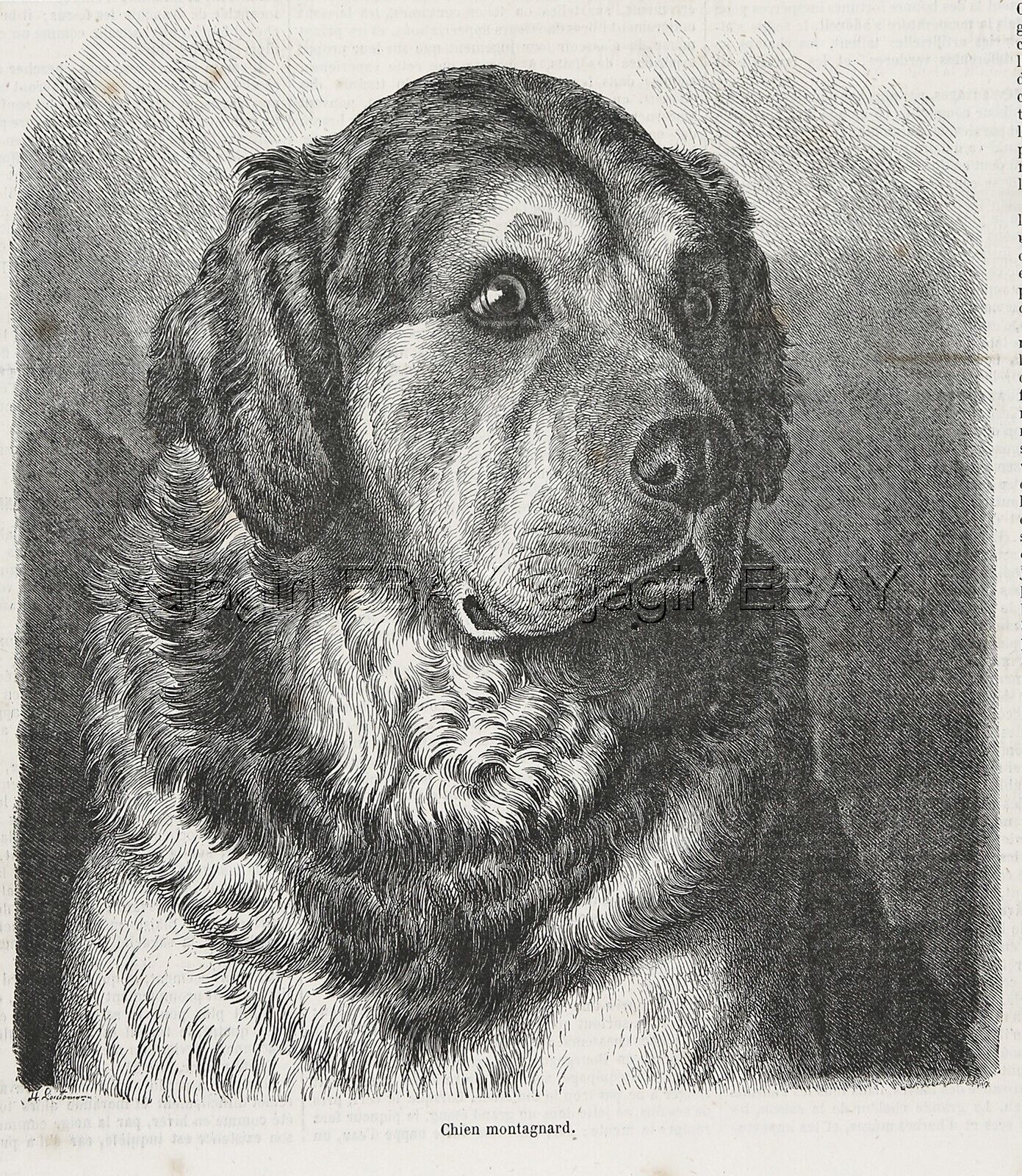 Dog Great Pyrenees Mountain Dog, Beautiful Large 1870s Antique Print