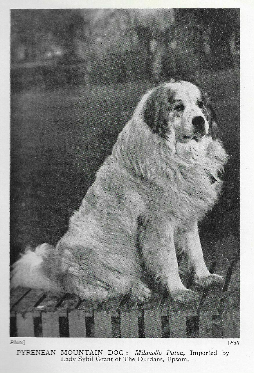 Great Pyrenees - 1931 Vintage Dog "photo" Print - Matted